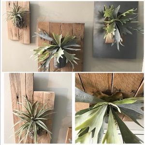 Succulent Wall Hanging